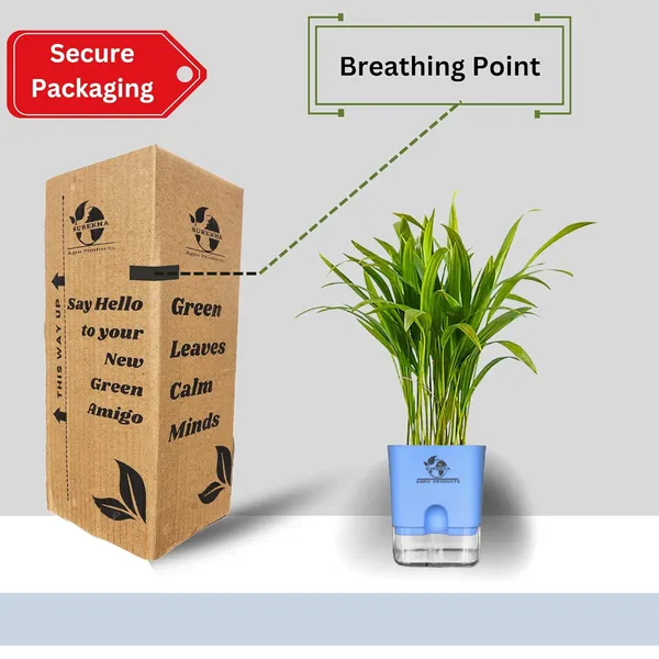 Areca_Palm_Live_Indoor_Plant_In_Self_Watering_Pot
