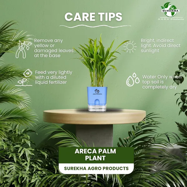 Areca_Palm_Live_Indoor_Plant_In_Self_Watering_Pot