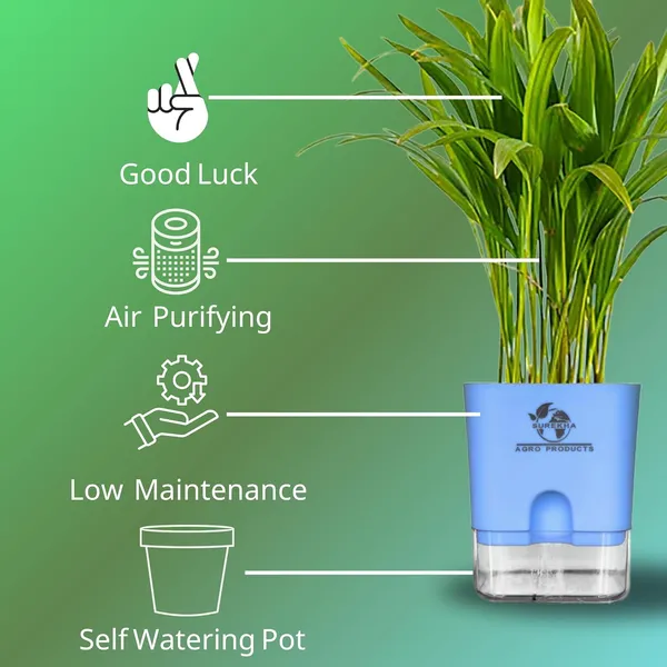 Areca_Palm_Live_Indoor_Plant_In_Self_Watering_Pot
