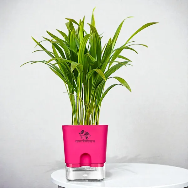 Areca_Palm_In_Self_Watering_Pot