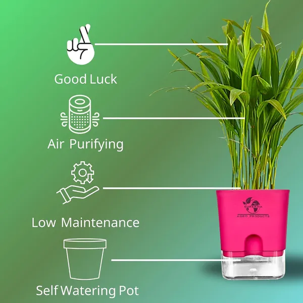 Areca_Palm_In_Self_Watering_Pot