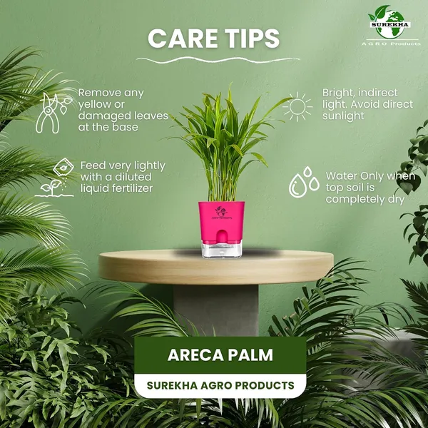 Areca_Palm_In_Self_Watering_Pot