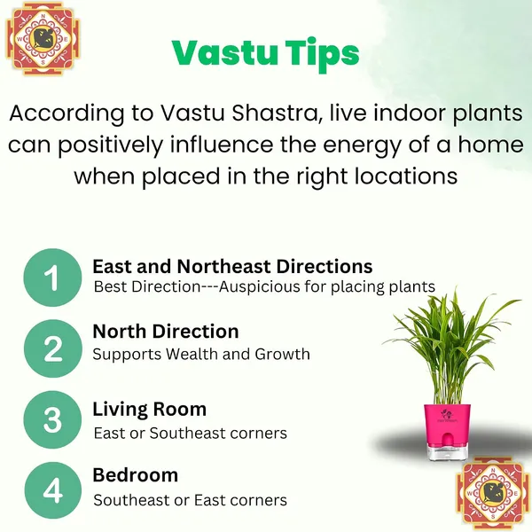Areca_Palm_In_Self_Watering_Pot