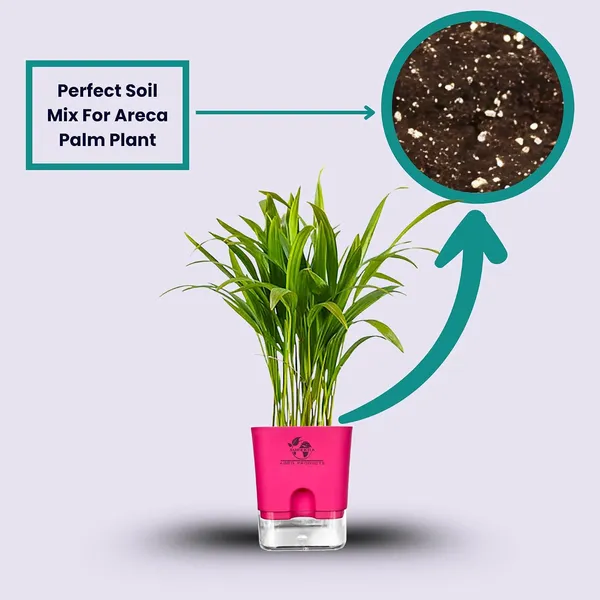 Areca_Palm_In_Self_Watering_Pot