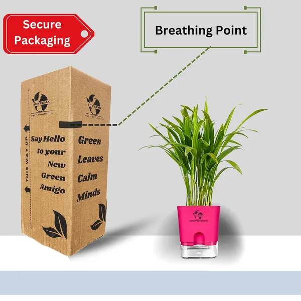 Areca_Palm_In_Self_Watering_Pot
