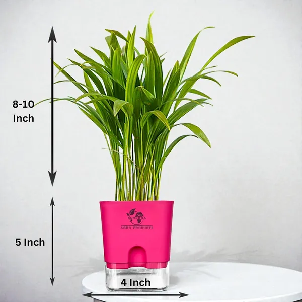 Areca_Palm_In_Self_Watering_Pot