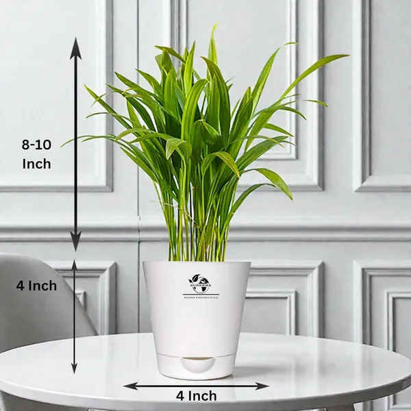 Areca_Palm_Indoor_Plant_With_Self_Watering_Pot