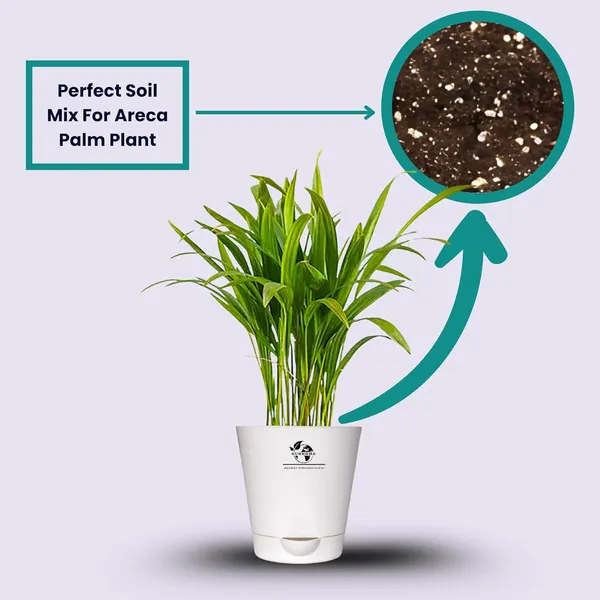 Areca_Palm_Indoor_Plant_With_Self_Watering_Pot