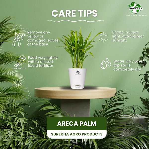 Areca_Palm_Indoor_Plant_With_Self_Watering_Pot