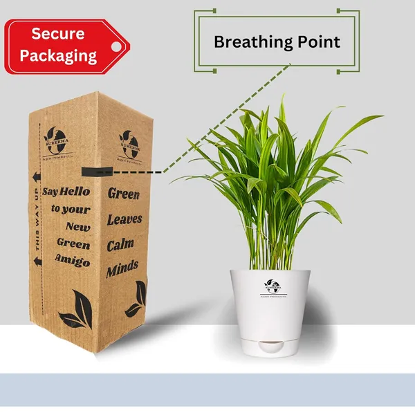 Areca_Palm_Indoor_Plant_With_Self_Watering_Pot