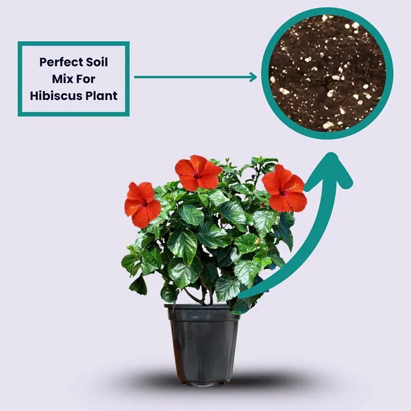 Hibiscus_Live_Plant_In_Pot_Pack_Of_2