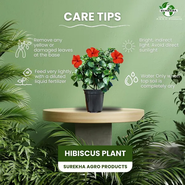Hibiscus_Live_Plant_In_Pot_Pack_Of_2