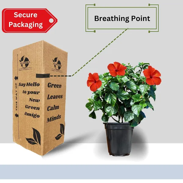 Hibiscus_Live_Plant_In_Pot_Pack_Of_2