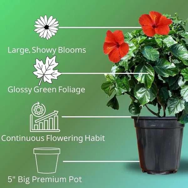 Hibiscus_Live_Plant_In_Pot_Pack_Of_2