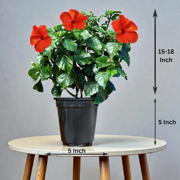 Hibiscus_Live_Plant_In_Pot_Pack_Of_2