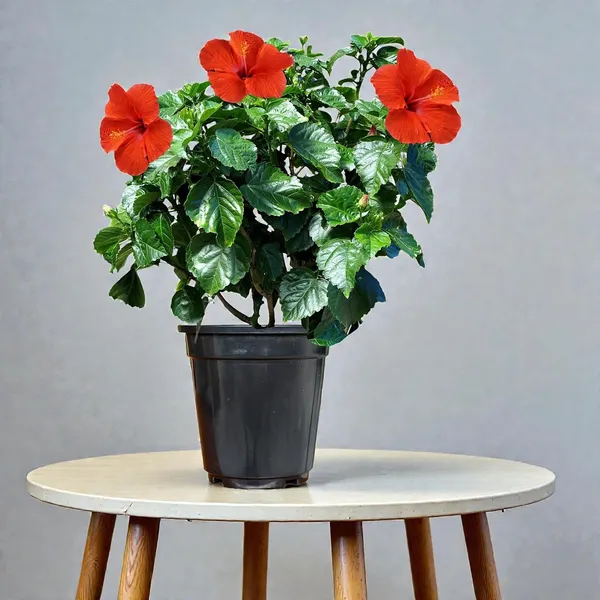Hibiscus_Live_Plant_In_Pot_Pack_Of_2