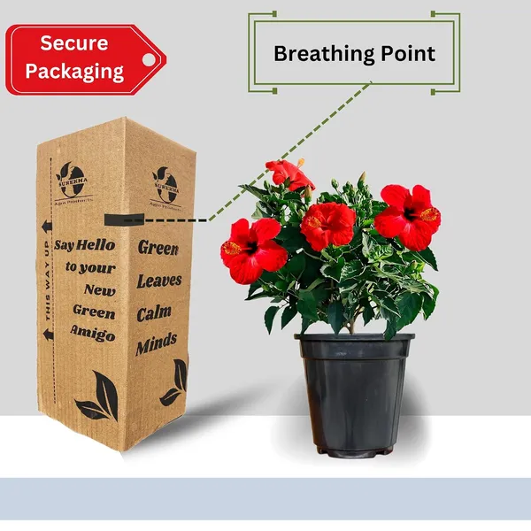 Hibiscus_Live_Plant_In_Pot_Pack_Of_2