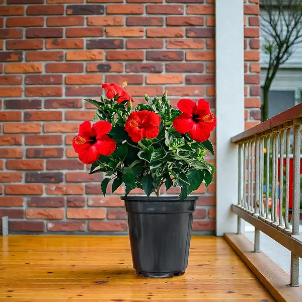 Hibiscus_Live_Plant_In_Pot_Pack_Of_2