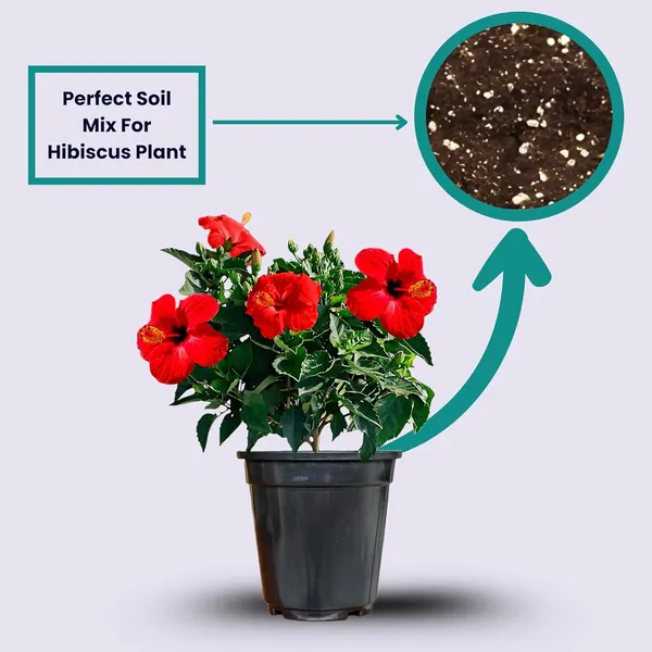 Hibiscus_Live_Plant_In_Pot_Pack_Of_2