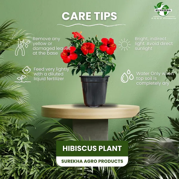Hibiscus_Live_Plant_In_Pot_Pack_Of_2