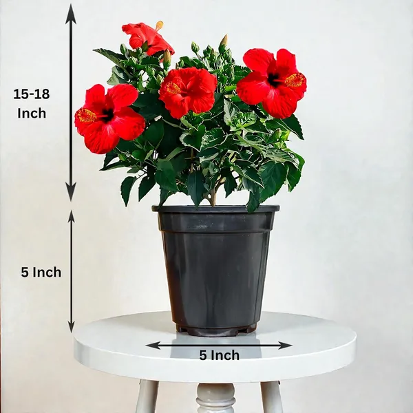 Hibiscus_Live_Plant_In_Pot_Pack_Of_2