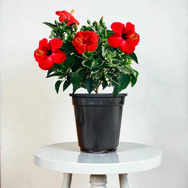 Hibiscus_Live_Plant_In_Pot_Pack_Of_2