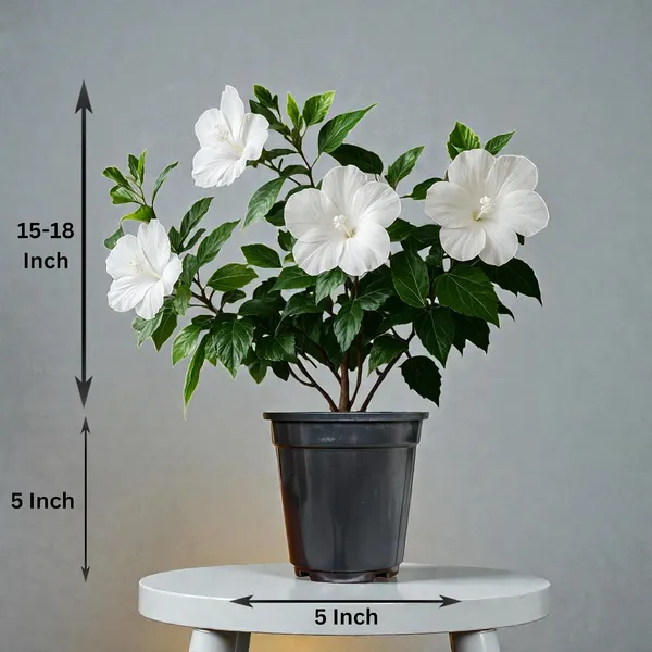 Hibiscus_Live_Plant_In_Pot_Pack_Of_2