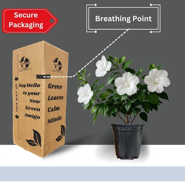 Hibiscus_Live_Plant_In_Pot_Pack_Of_2