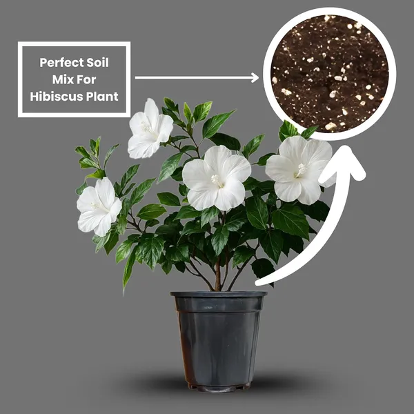 Hibiscus_Live_Plant_In_Pot_Pack_Of_2