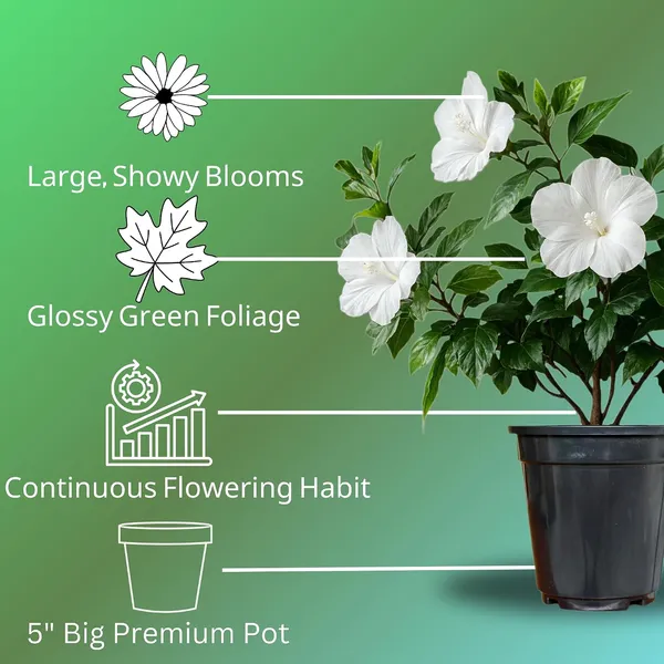 Hibiscus_Live_Plant_In_Pot_Pack_Of_2
