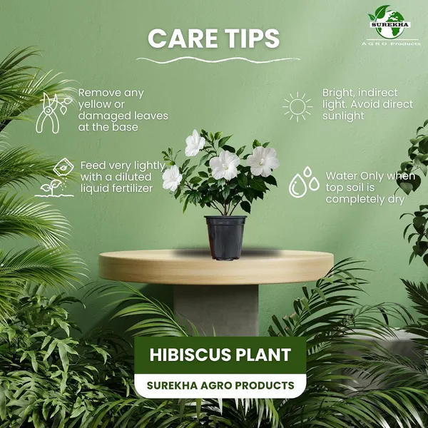 Hibiscus_Live_Plant_In_Pot_Pack_Of_2