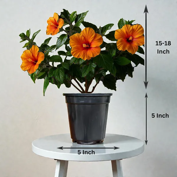 Hibiscus_Live_Plant_In_Pot_Pack_Of_2