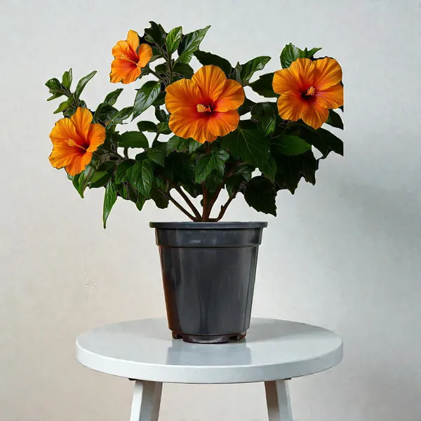Hibiscus_Live_Plant_In_Pot_Pack_Of_2