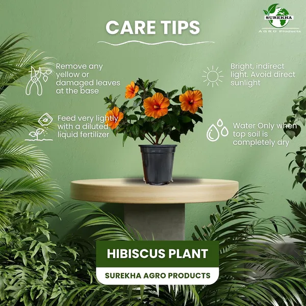 Hibiscus_Live_Plant_In_Pot_Pack_Of_2