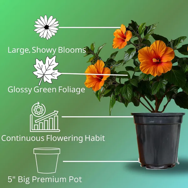 Hibiscus_Live_Plant_In_Pot_Pack_Of_2