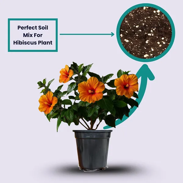Hibiscus_Live_Plant_In_Pot_Pack_Of_2