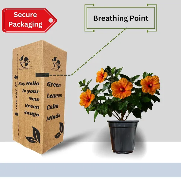Hibiscus_Live_Plant_In_Pot_Pack_Of_2