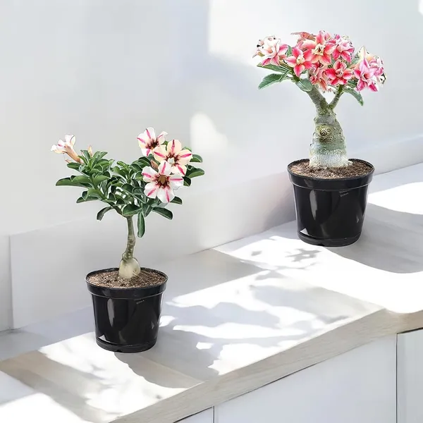 Adenium_Grafted_Desert_Rose_Live_Plant_In_Pot_Pack_Of_2