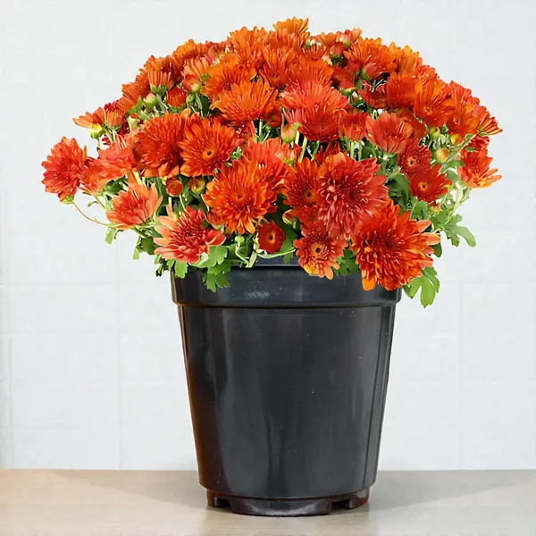 Chrysanthemum_Live_Flowering_Plant_In_Pot_Pack_Of_4