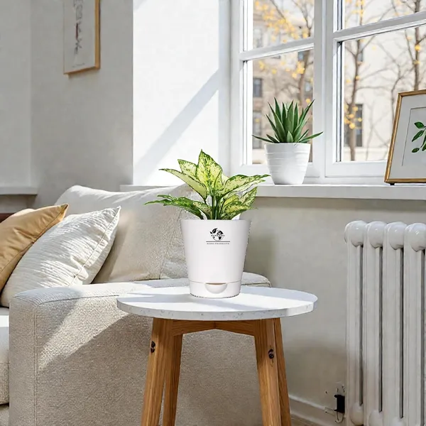 Aglaonema_Plant_With_Self_Watering_Pot