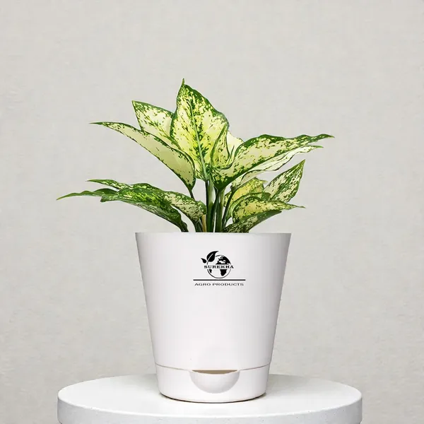 Aglaonema_Plant_With_Self_Watering_Pot