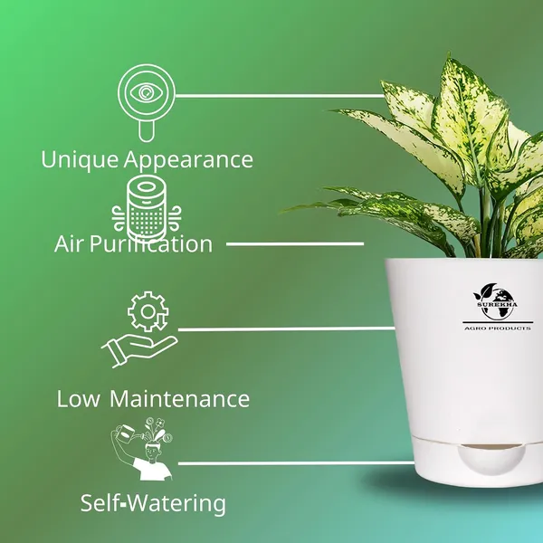 Aglaonema_Plant_With_Self_Watering_Pot