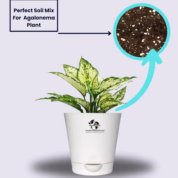 Aglaonema_Plant_With_Self_Watering_Pot