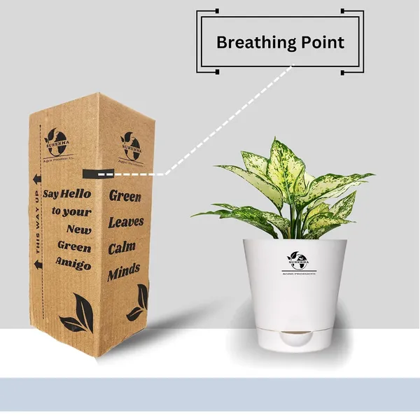 Aglaonema_Plant_With_Self_Watering_Pot