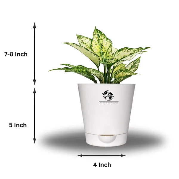 Aglaonema_Plant_With_Self_Watering_Pot