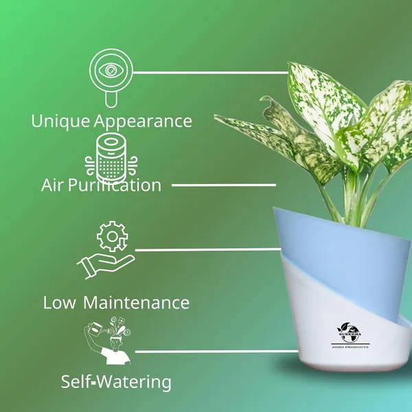 Aglaonema_Plant_With_Self_Watering_Pot