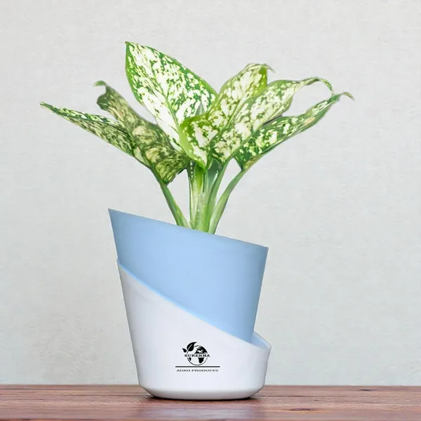 Aglaonema_Plant_With_Self_Watering_Pot