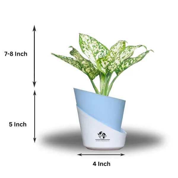 Aglaonema_Plant_With_Self_Watering_Pot