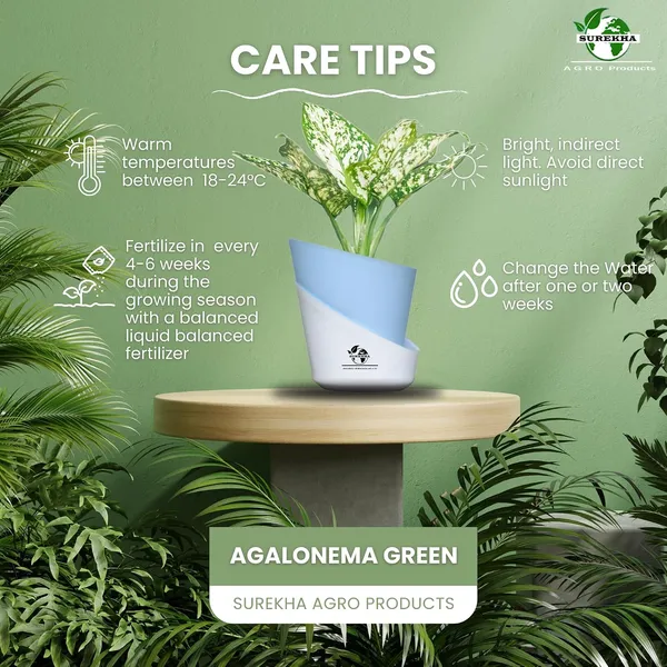 Aglaonema_Plant_With_Self_Watering_Pot