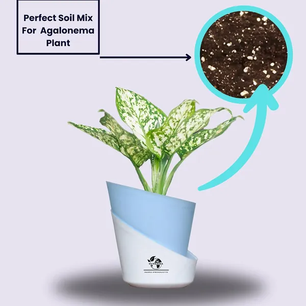 Aglaonema_Plant_With_Self_Watering_Pot